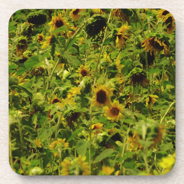 Dessous-de-verre Terrain de tournesol (Devant)