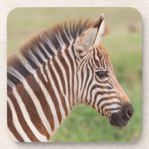 Dessous-de-verre Tête de bébé zèbre, Tanzanie