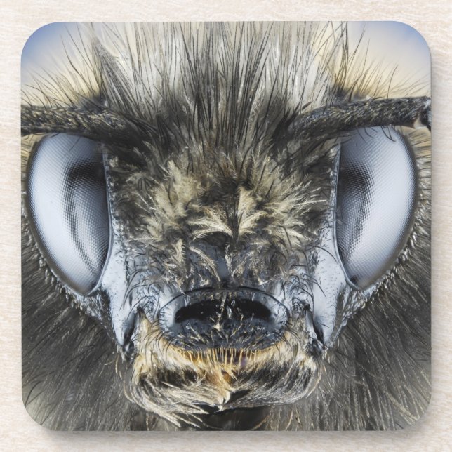 Dessous-de-verre Tête de bourdon (Devant)