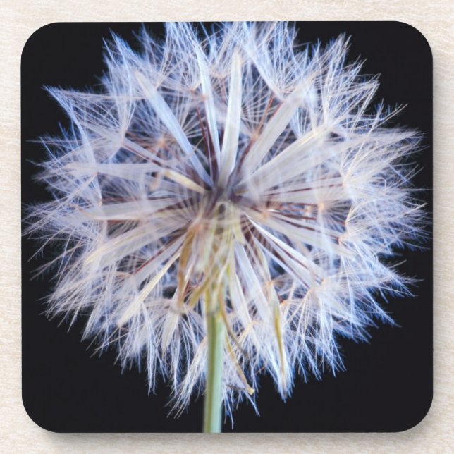 Dessous-de-verre Tête de semence Dandelion (Taraxacum Officinale) (Devant)