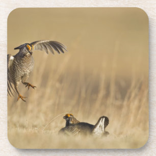 Dessous-de-verre Tétras des prairies mâles au lek dans le comté de