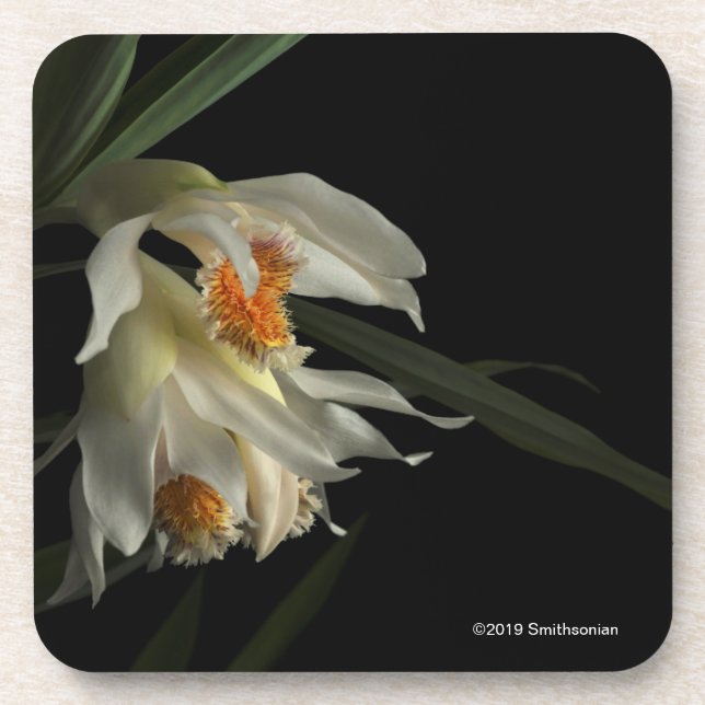 Dessous-de-verre Thunia Marshalliana (Devant)