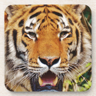 Dessous-de-verre Tigre
