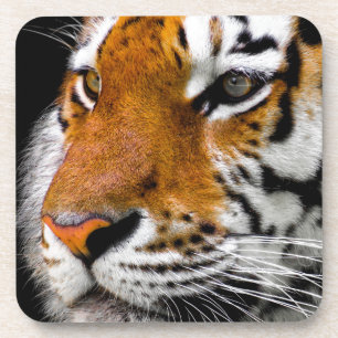 Dessous-de-verre Tigre