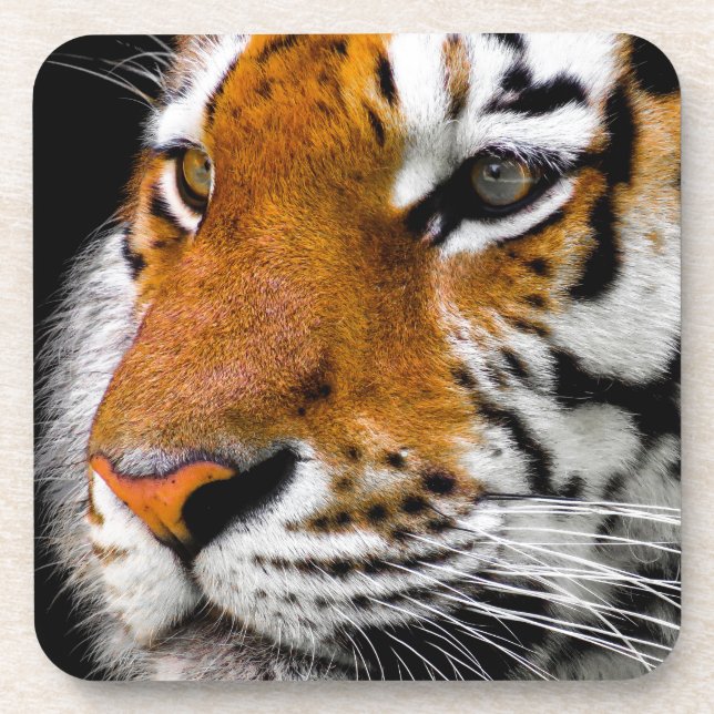 Dessous-de-verre Tigre (Devant)