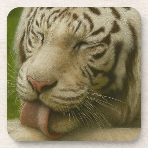 Dessous-de-verre Tigre blanc dans le rituel de toilettage privé