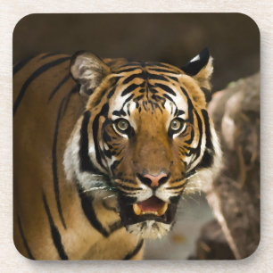 Dessous-de-verre Tigre de Sibérie