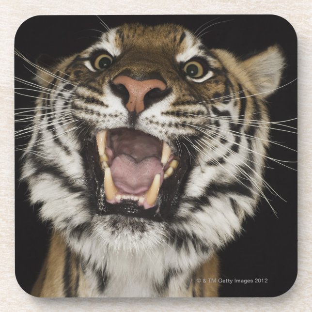 Dessous-de-verre Tigre hurlant 2 (Devant)