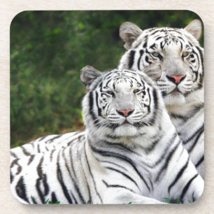 Dessous-de-verre Tigres blancs
