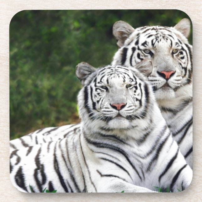Dessous-de-verre Tigres blancs (Devant)