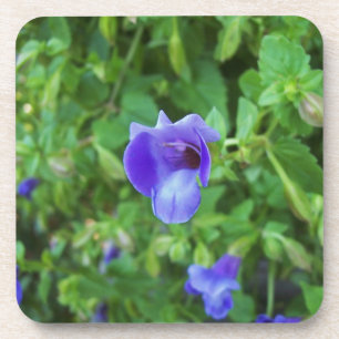 Dessous-de-verre Torenia
