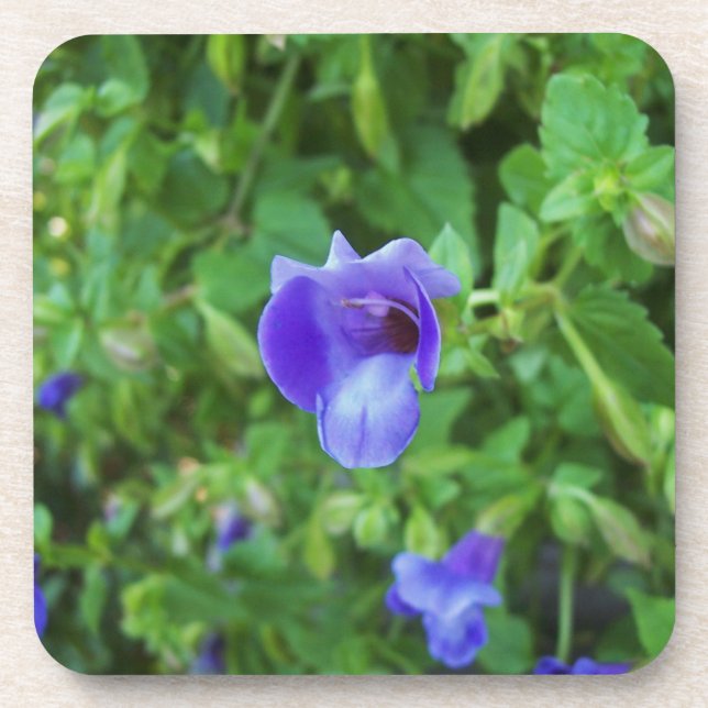 Dessous-de-verre Torenia (Devant)