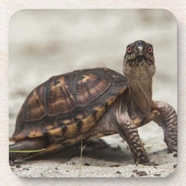 Dessous-de-verre Tortue-boîte commune (Devant)