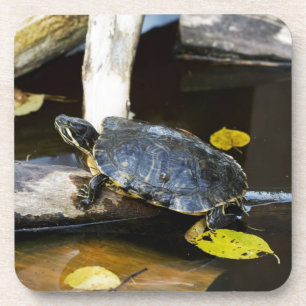 Dessous-de-verre Tortue de glisseur d'étang dans le sauvage