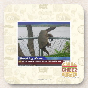 Dessous-de-verre Tortue d'Excaping