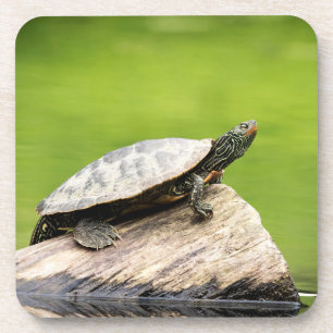 Dessous-de-verre Tortue peinte sur un bûcher