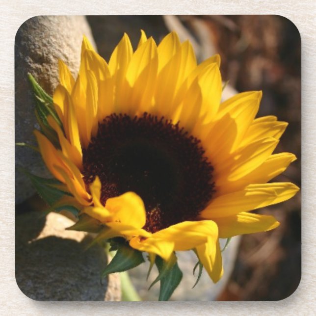 Dessous-de-verre Tournesol (Devant)