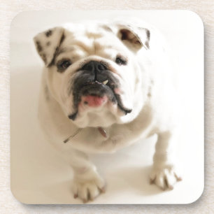 Dessous-de-verre Très mignon Bulldog