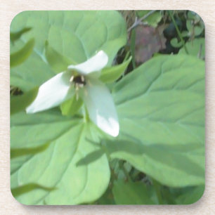 Dessous-de-verre trillium blanc avec verdure