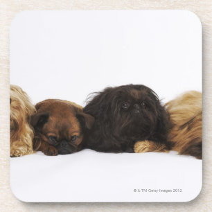 Dessous-de-verre Trois chiens de Pekingese et carlin simple se