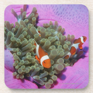 Dessous-de-verre Trois poissons de clown sur l'actinie, mer