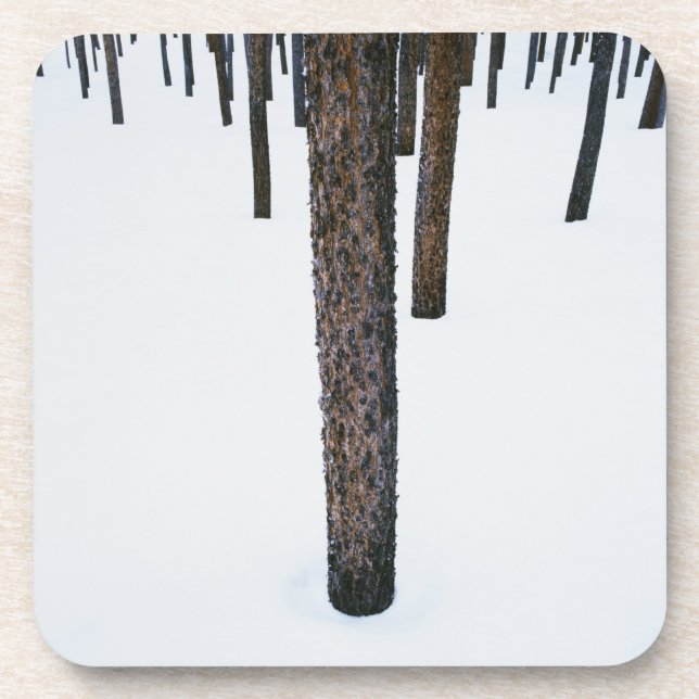 Dessous-de-verre Troncs d'arbre dans la neige (Devant)
