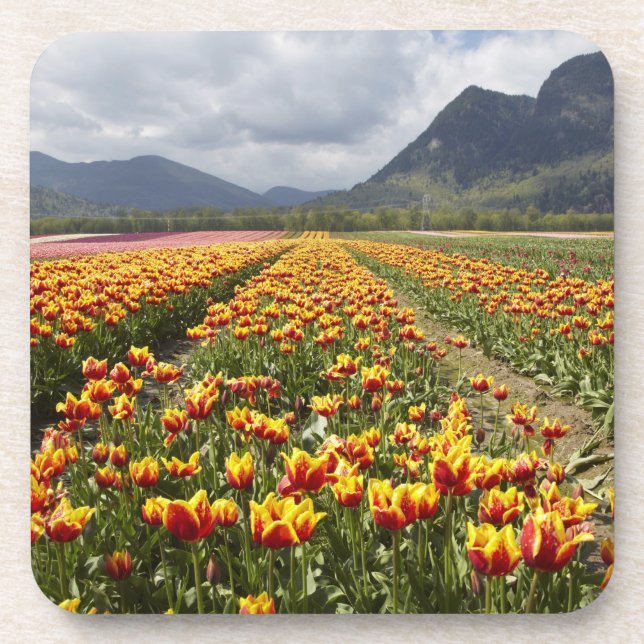 Dessous-de-verre Tulip Farm près d'Agassiz, Colombie-Britannique, (Devant)