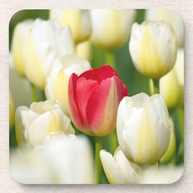 Dessous-de-verre Tulipe rouge dans un domaine des tulipes blanches (Devant)