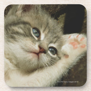 Dessous-de-verre Un chaton, avec de grands yeux bleus, s'étend