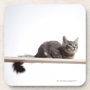 Dessous-de-verre Un chaton de chat de Saiberian sur le conseil