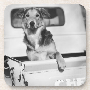 Dessous-de-verre Un chien dans une voiture