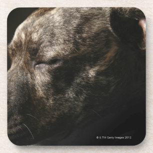 Dessous-de-verre Un chien de pitbull de sommeil