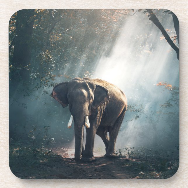 Dessous-de-verre Un éléphant asiatique dans un défrichement éclairé (Devant)