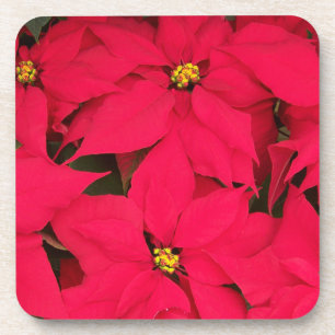 Dessous-de-verre Un tas de Poinsettias de Noël aux couleurs vives