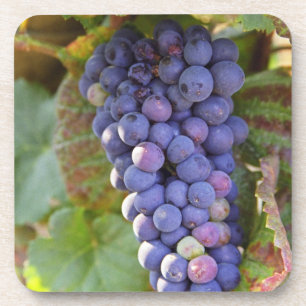 Dessous-de-verre Une grappe de raisins Pinot Noir dans un Chamberti
