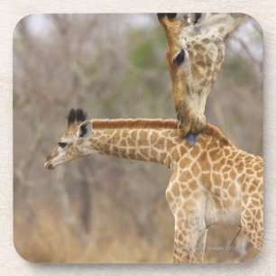 Dessous-de-verre Une vue de côté d'une girafe léchant ses jeunes