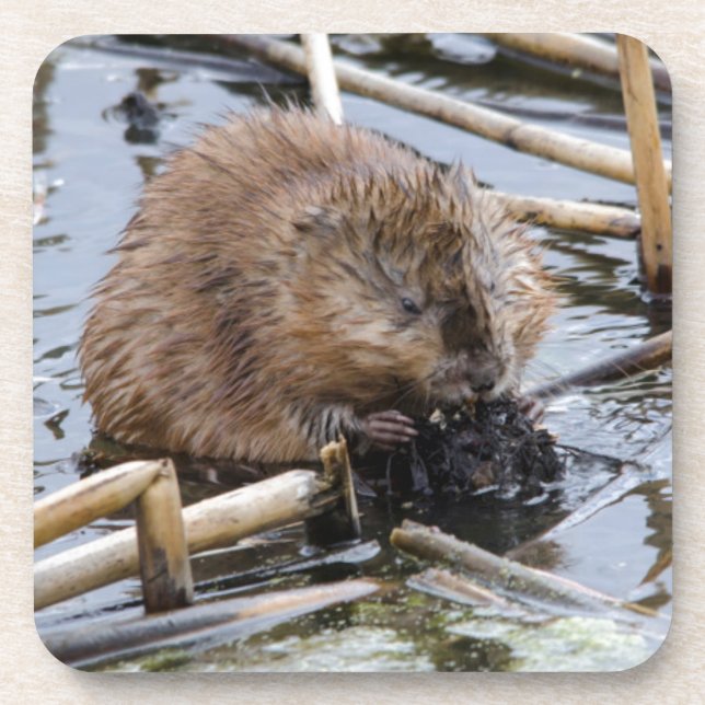 Dessous-de-verre USA, Nebraska. Beaver (Devant)