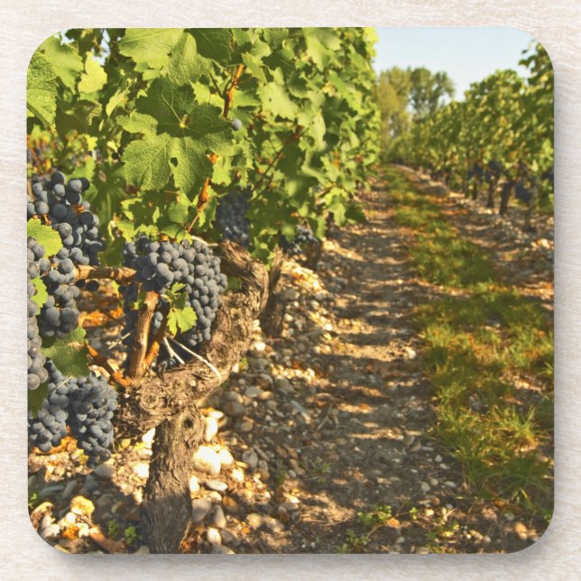 Dessous-de-verre vignes de Cabernet Sauvignon alignées dans le (Devant)