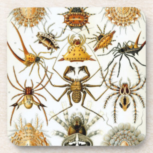 Dessous-de-verre Vintage Haeckel