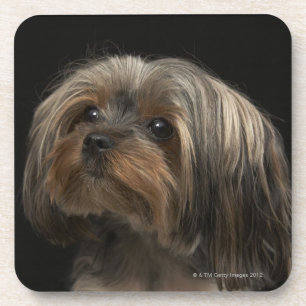 Dessous-de-verre Visage yorking triste regardant vers la gauche