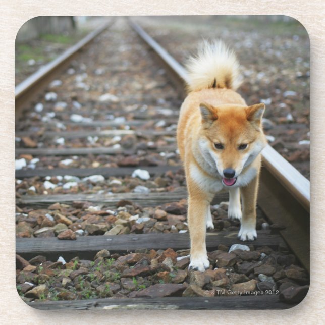 Dessous-de-verre Voie de marche de chien (Devant)