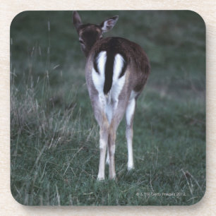 Dessous-de-verre Vue arrière d'un cerf commun, Nouvelle Zélande