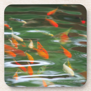 Dessous-de-verre Vue courbe des poissons de merde de koi dans un