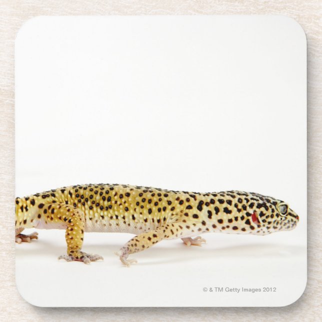 Dessous-de-verre Vue de côté de lézard de gecko de léopard (Devant)