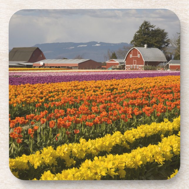 Dessous-de-verre WA, Vallée de Skagit, Champs de tulipes en fleurs, (Devant)