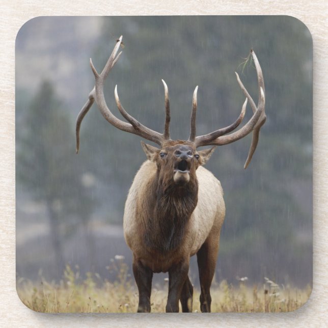 Dessous-de-verre Wapiti mâle bramant, Parc national de Yellowstone, (Devant)