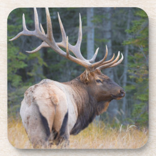 Dessous-de-verre Wapiti mâle des montagnes Rocheuses