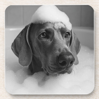 Dessous-de-verre Weimaraner dans le bain avec des bulles sur la têt
