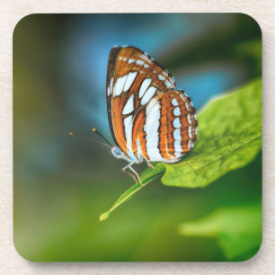 Dessous-de-verre White and Orange Striped Butterfly