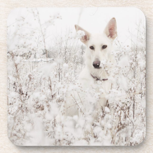 Dessous-de-verre White German Shepherd in the Snow (Devant)